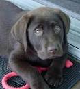Rufus the Chocolate Labrador | Puppies | Daily Puppy