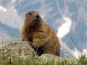 High Nature: Amazing Mountain Wildlife | WebEcoist