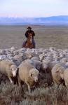File:ARS sheep herding.jpg - Wikipedia, the free encyclopedia