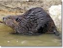 Beaver Pictures &amp; Facts