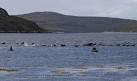 Rescue operation under way after three whales are beached in sea ...