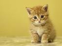 Síntomas de Gusanos y Parásitos en Gatos
