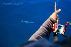 อินทรีย์แห่งท้องทะเล...ตราด: สยามฟิชชิ่ง : Thailand Fishing Community