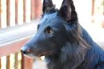 File:Belgian Shepherd Groenendael portrait.jpg - Wikimedia Commons