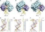 A structural gap in Dpo4 supports mutagenic bypass of a major ...