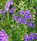 File:<b>Scutellaria baicalensis</b>