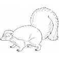 Skunk coloring page