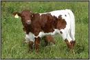 Kalb pronunciation