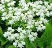 usa herbal supply of cinchona quinine