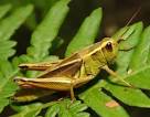 Grasshopper Animal Wildlife