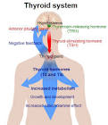 File:Thyroid system.png - Wikipedia, the free encyclopedia