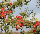 TM2699 : Wild apples - via Daymix