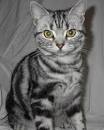 Domestic shorthair cat #3 » Just Cat
