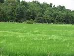 @field