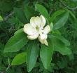 Flowering plant - Wikipedia, the free encyclopedia