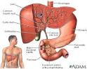 <b>Biliary tract</b>.jpg