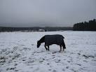 One hyperactive horse didn't have a coat on, either because it kept itself - via Daymix