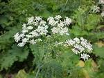 Poison Hemlock (<b>Conium</b>