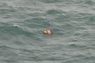 AirAsia flight QZ8501: Grim debris in sea as search pilot says.