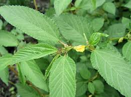 Corchorus also known as JUTE leaves in Bangladeshi