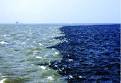 The Gulf of Mexico Dead Zone