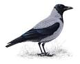 The RSPB: Hooded crow