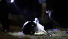 Ferguson shooting: Police swarm home in St Louis suburb after.