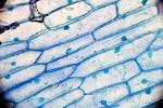 (biology) on Fotopedia - via Daymix