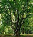 HowStuffWorks "Beech, American: A Profile of a Tree"