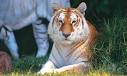 Tigers at Dreamworld in Tiger Island | Wildlife at Dreamworld ...