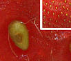 190px-Strawberry.achene.es.jpg