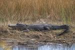 http://cajuncountryrecipes.com/wp-content/uploads/2012/05/Alligator.jpg