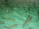 Fish Hatcheries: Silver Bullet or Red Herring?