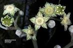 <b>Rhamnaceae</b>