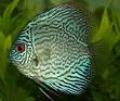 Discus (fish) - Wikipedia, the free encyclopedia