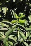 Citrus ID: Fact Sheet: Gou Tou