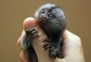 ZooBorns: Marmoset