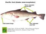 ODFW Finfish Species - Other