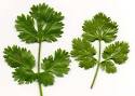 Cilantro - Recipes Wiki