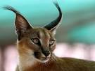 http://www.digitalpicturezone.com/wp-content/uploads/2009/03/Animal-Photography12.jpg