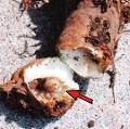 American Iris Society :: Iris Pests and Diseases
