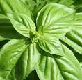 Seeds for spring « Modern mind, vintage heart