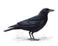 The RSPB: Carrion crow