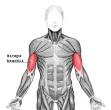 Biceps - Wikipedia, the free encyclopedia