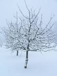 fruit tree in winter clothing - via Daymix