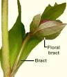 my-bud-bract.jpg