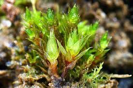 Image result for Bryum violaceum