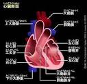 心臓断面