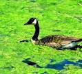 Algal Blooms in Fresh Water - river, algea, freshwater, effects ...