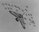 Operation Migration - Fly Away Home - Behind the Scene